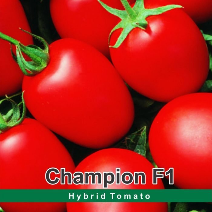 TOMATO ٹماٹر Champion F1 Hybrid 10gm Packet
