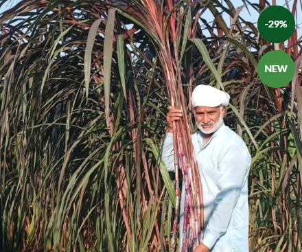 Australian Red Grass (Two-Eyed Pen): A Revolutionary Crop for Modern Agriculture