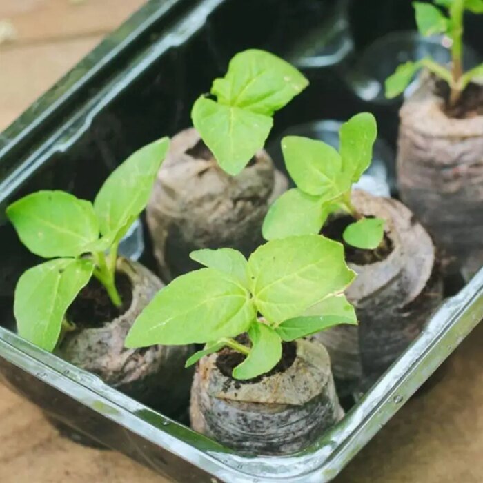 10 Peat Pellets 30mm Soil Seeds Starting Soil Pellet Fiber Soil Indoor Seed Starter Kit For Garden Or Planter Pot Grow Herb - Image 4