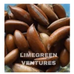 Mahua Seeds Wholesale Organic Madhuca Seeds Export from India Madhuca longifolia Mahua seeds Wholesale