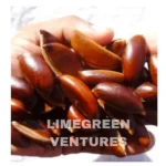 Mahua Seeds Wholesale Organic Madhuca Seeds Export from India Madhuca longifolia Mahua seeds Wholesale - Image 6